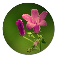 Campanula Close Up Magnet 5  (round) by Siebenhuehner