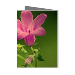 Campanula Close Up Mini Greeting Card (8 Pack) by Siebenhuehner