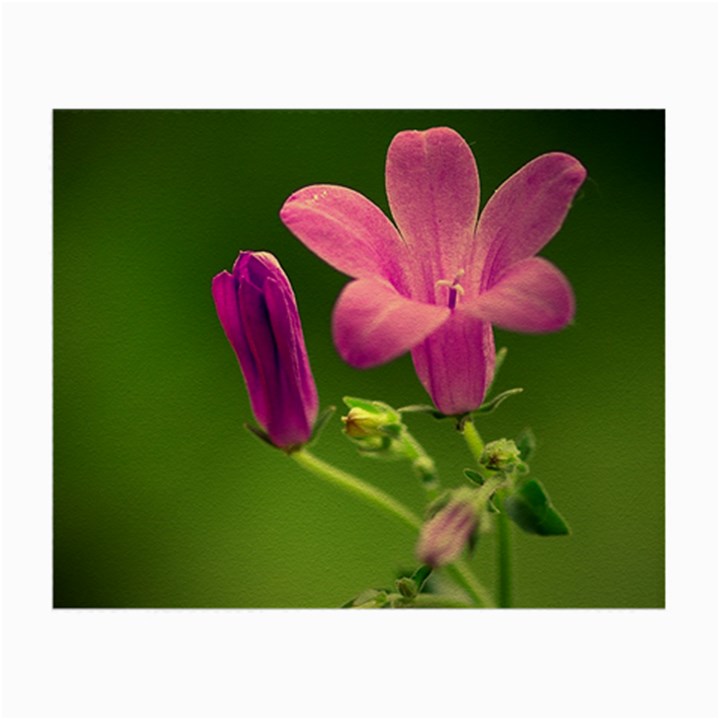 Campanula Close Up Glasses Cloth (Small)