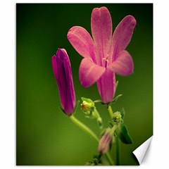 Campanula Close Up Canvas 8  X 10  (unframed) by Siebenhuehner