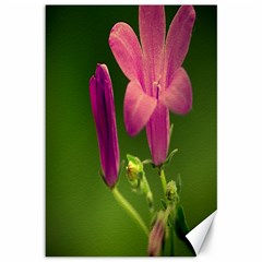 Campanula Close Up Canvas 12  X 18  (unframed) by Siebenhuehner