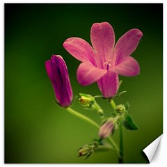 Campanula Close Up Canvas 16  X 16  (unframed) by Siebenhuehner