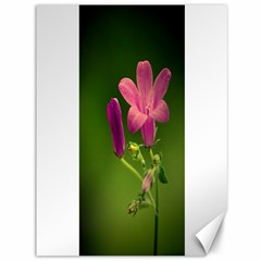 Campanula Close Up Canvas 36  X 48  (unframed) by Siebenhuehner