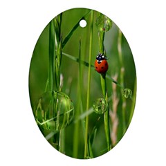 Ladybird Oval Ornament by Siebenhuehner