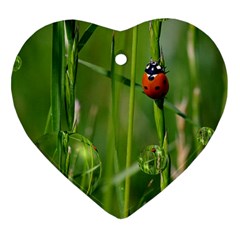 Ladybird Heart Ornament by Siebenhuehner