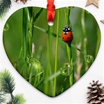 Ladybird Heart Ornament Front