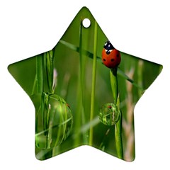 Ladybird Star Ornament by Siebenhuehner