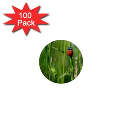 Ladybird 1  Mini Button Magnet (100 Pack) by Siebenhuehner