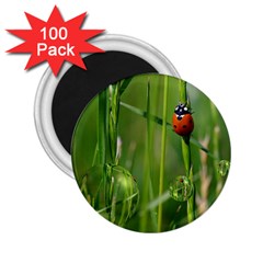 Ladybird 2 25  Button Magnet (100 Pack) by Siebenhuehner