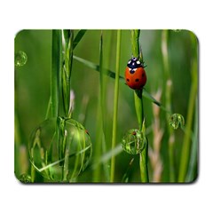 Ladybird Large Mouse Pad (rectangle) by Siebenhuehner