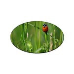 Ladybird Sticker 100 Pack (Oval) Front