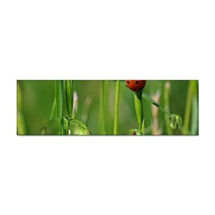 Ladybird Bumper Sticker 100 Pack by Siebenhuehner