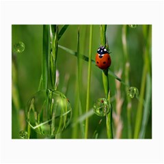 Ladybird Glasses Cloth (small) by Siebenhuehner