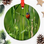 Ladybird Round Ornament (Two Sides) Back