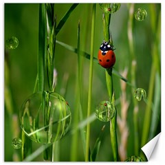 Ladybird Canvas 12  X 12  (unframed) by Siebenhuehner