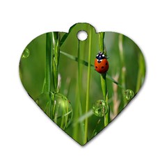 Ladybird Dog Tag Heart (two Sided) by Siebenhuehner