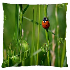 Ladybird Large Cushion Case (two Sided)  by Siebenhuehner