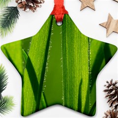 Grass Star Ornament by Siebenhuehner