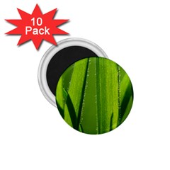 Grass 1 75  Button Magnet (10 Pack) by Siebenhuehner