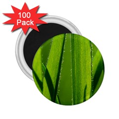 Grass 2 25  Button Magnet (100 Pack) by Siebenhuehner