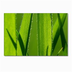 Grass Postcard 4 x 6  (10 Pack) by Siebenhuehner