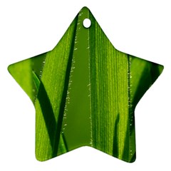 Grass Star Ornament (two Sides) by Siebenhuehner