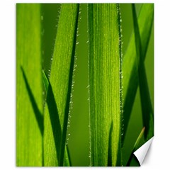 Grass Canvas 8  X 10  (unframed) by Siebenhuehner