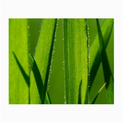 Grass Glasses Cloth (small, Two Sided)