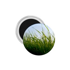 Grass 1 75  Button Magnet