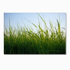 Grass Postcard 4 x 6  (10 Pack) by Siebenhuehner