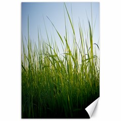 Grass Canvas 24  X 36  (unframed) by Siebenhuehner