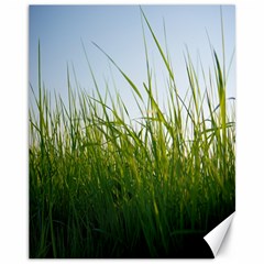 Grass Canvas 11  X 14  (unframed)