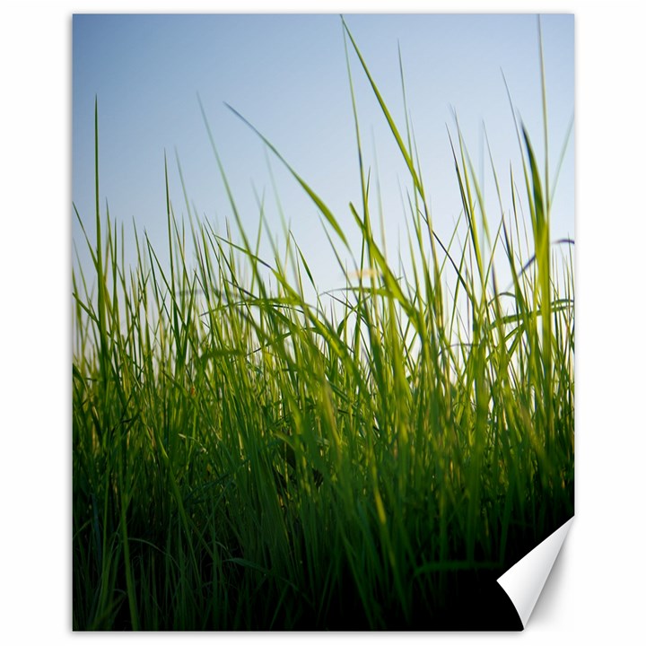 Grass Canvas 11  x 14  (Unframed)