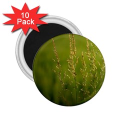 Grass 2 25  Button Magnet (10 Pack) by Siebenhuehner