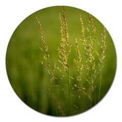 Grass Magnet 5  (round) by Siebenhuehner