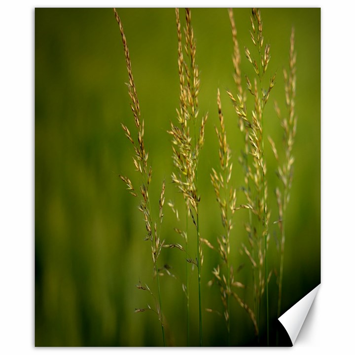 Grass Canvas 8  x 10  (Unframed)