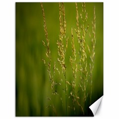 Grass Canvas 18  X 24  (unframed)