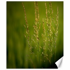 Grass Canvas 20  X 24  (unframed)