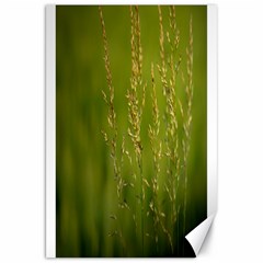 Grass Canvas 20  X 30  (unframed) by Siebenhuehner