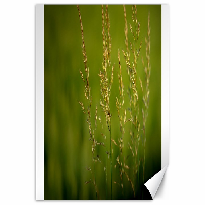 Grass Canvas 20  x 30  (Unframed)