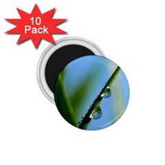 Waterdrops 1 75  Button Magnet (10 Pack)