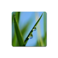 Waterdrops Magnet (square)