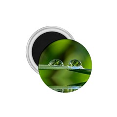 Waterdrops 1 75  Button Magnet