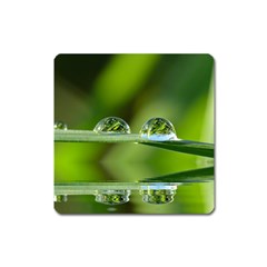 Waterdrops Magnet (square)