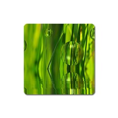 Green Bubbles  Magnet (square) by Siebenhuehner