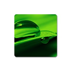 Green Drop Magnet (square) by Siebenhuehner