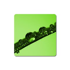 Green Drops Magnet (square) by Siebenhuehner