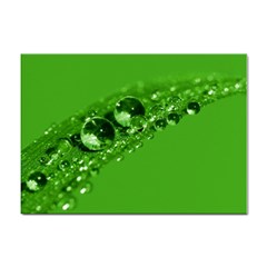 Green Drops A4 Sticker 100 Pack by Siebenhuehner