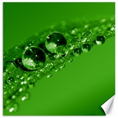 Green Drops Canvas 20  X 20  (unframed)