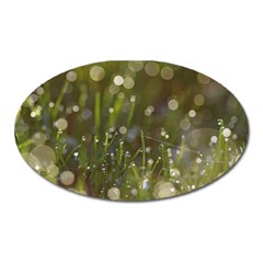 Waterdrops Magnet (oval) by Siebenhuehner